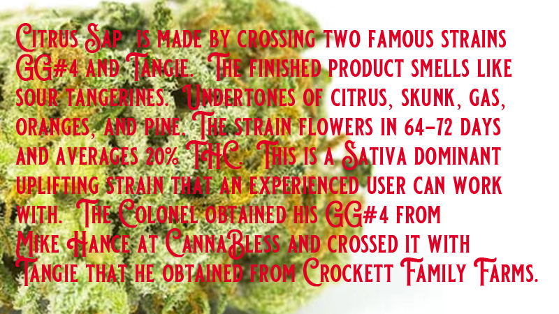 Citrus Sap a strain as bred by Chris Sanders of Holy Grail Seeds